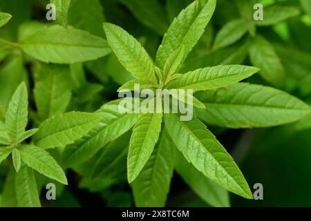 Verbena al limone, primo piano della pianta, Aloysia citrodora Foto Stock