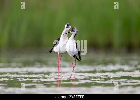 Stilt (Himantopus himantopus), coppia che fa l'amore in acqua, Parco Nazionale Neusiedler SEE-Seewinkel, Burgenland, Austria Foto Stock