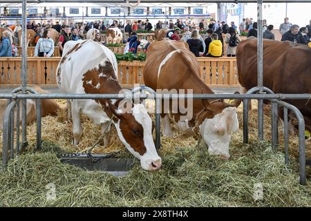 Vacche da latte svizzere Fleckvieh Foto Stock