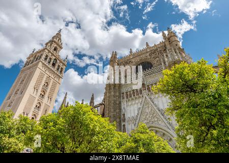 Il Patio de los Naranjos (cortile degli aranci) è uno spazio aperto composto da terra piantata con alberi di arancio attaccati alla Cattedrale di S. Foto Stock