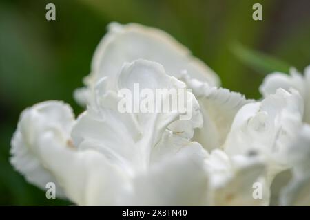 Fiore di tulipani di pappagallo bianco - Tulipa Super Parrot. Sfondo bianco di pappagallo tulipe. Primo piano sui tulipani di pappagallo bianco su sfondo verde. Foto Stock