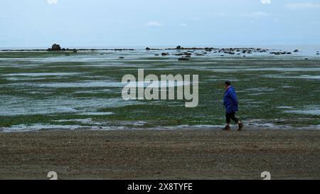 I turisti camminano sulla spiaggia con le alghe. Fermo. L'uomo cammina lungo la riva dopo la tempesta in un giorno nuvoloso. Il bambino con ombrello cammina sulla costa in giornata nuvolosa Foto Stock