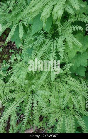 Primo piano verticale naturale su un'aggregazione di felce maidenhair occidentale o alutiana, Adiantum aleuticum presso la gola del fiume Columbia, Oregon Foto Stock