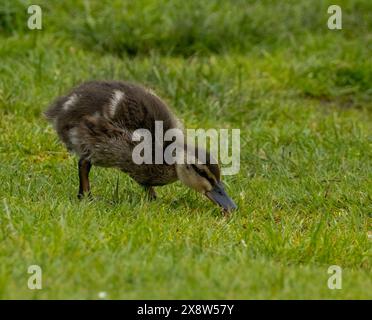 Un po' di anatra che picchia l'erba Foto Stock