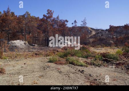 Paesaggio con alberi bruciati nell'isola di Rodi, Grecia, dopo gli incendi nel luglio 2023 Foto Stock