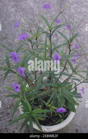 Una pianta in fiore di petunia messicana o bluebell messicano (Ruellia simplex) in una pentola Foto Stock