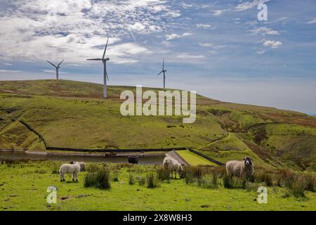 Pecore che pascolano sopra il lago artificiale Scout Moor Foto Stock