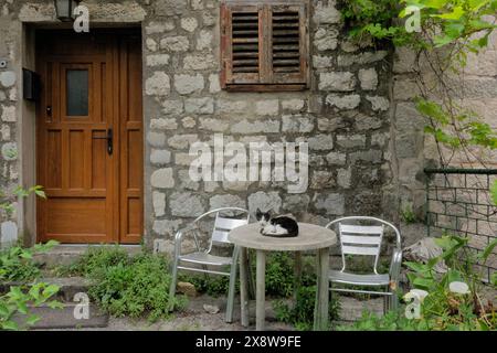 Gatto su un tavolo nella città vecchia di Kotor, Montenegro Foto Stock