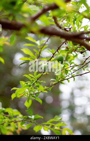 Giovani prugne su un albero da frutto in crescita in primavera Foto Stock