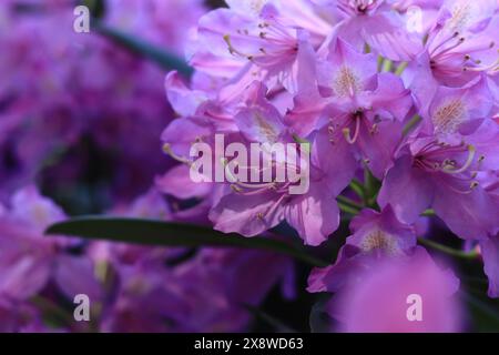 Fiori di rododendro. Arbusti che fioriscono con fiori viola. Fiori dai colori brillanti, primo piano. Rododendri in fiore in un parco o in un giardino botanico. N Foto Stock