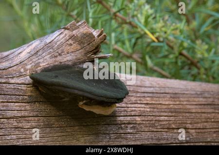 L'immagine mostra un primo piano di un fungo scuro che cresce. Foto Stock