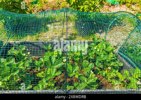 Vista ravvicinata di un letto da giardino con piante di fragole protette da una rete verde, in un cortile sul retro. Svezia. Foto Stock