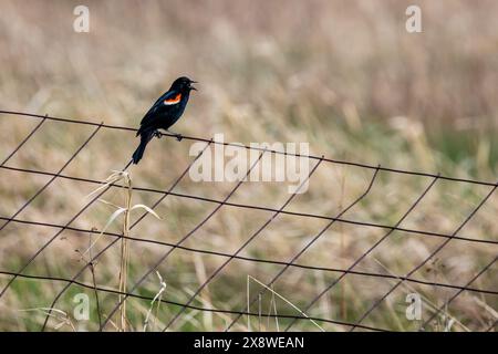 Blackbird con ali rosse (Agelaius phoeniceus) adulto arroccato su una recinzione metallica in aprile, orizzontale Foto Stock