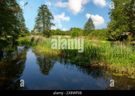 Un fiume tranquillo scorre lievemente tra alberi decidui, in una giornata di sole visibili e pittoresche canne sulla riva. Polonia, Podlasie Foto Stock