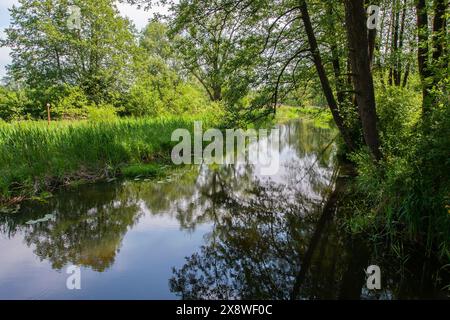 Un fiume tranquillo scorre lievemente tra alberi decidui, in una giornata di sole visibili e pittoresche canne sulla riva. Polonia, Podlasie Foto Stock