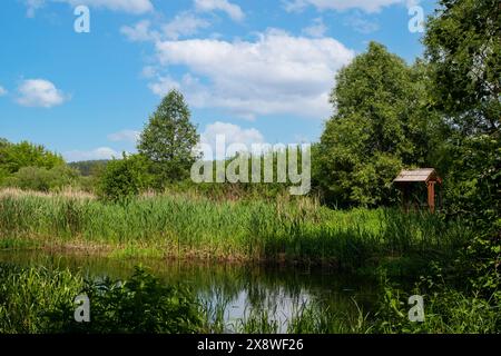 Un fiume tranquillo scorre lievemente tra alberi decidui, in una giornata di sole visibili e pittoresche canne sulla riva Foto Stock