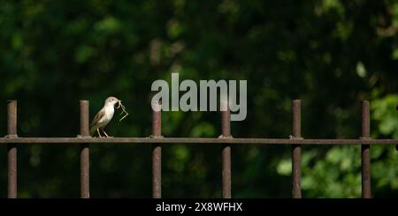 l'uccello piccolo raccoglie il materiale per un nido Foto Stock