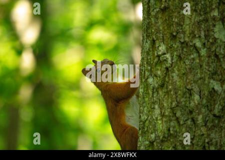 Scoiattolo sull'albero. Primo piano di uno scoiattolo grigio e rosso che mangia noci (Sciurus vulgaris). Scoiattolo curioso con grandi orecchie e bella lana nella foresta o. Foto Stock
