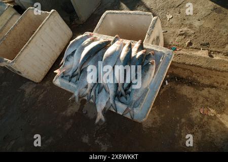 Foto di persone irachene che fanno shopping nel tradizionale mercato del pesce della città di bassora Foto Stock