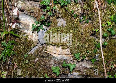 La resilienza della natura viene mostrata in modo vivido come un mix di erba selvatica, edera e foglie in decomposizione abbracciano un muro di pietra dimenticato, che mostra la persistente re Foto Stock