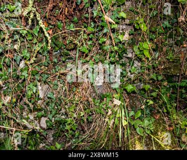 Un intricato arazzo di vita avvolto su gradini di pietra invecchiati, dove muschio e piccole piante intrecciano una storia di resilienza e bellezza di fronte al relitto Foto Stock