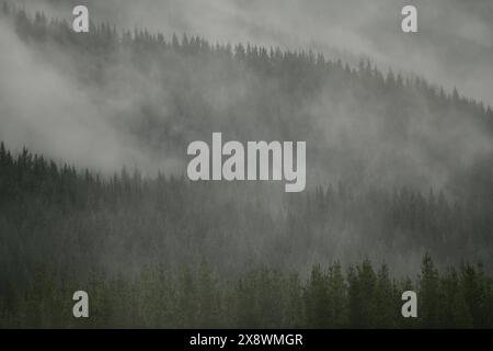 La nebbia si avvolge in una piantagione di pini vicino a St Arnaud in nuova Zelanda Foto Stock