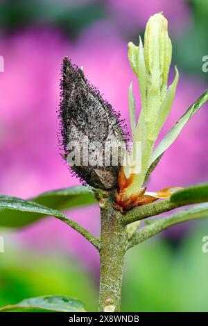 Immagine macro dell'esplosione di rododendro (Pycnostysanus azaleae, o Seifertia azaleae) sullo sfondo rosa dei fiori della pianta Foto Stock