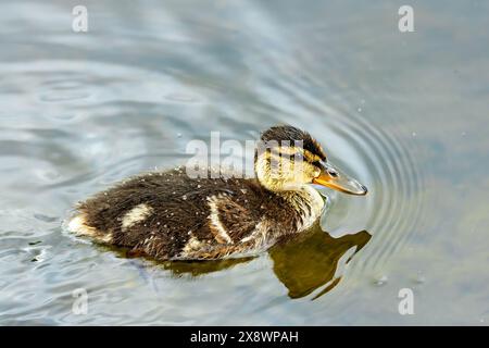 Il Mallard Duckling, con la sua natura soffice e giocosa, esplora il Parco padre Collins, Dublino, Irlanda. Questa foto cattura il suo affascinante presenc Foto Stock