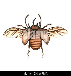Grande scarabeo bruno, scarabeo unicorno, Eupatorus graciliconis, scarabeo rinoceronte a cinque corna o scarabeo di Ercole. Illustrazione acquerello insetti da Foto Stock
