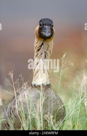 nene, oca hawaiana, Branta sandvicensis, uccello di stato delle Hawaii, endemico delle Hawaii, Kilauea Point National Wildlife Refuge, Kilauea Point, Kauai, Hawaii, Foto Stock