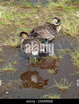 nene, oca hawaiana, branta sandvicensis, specie endemiche, pregiamento a pale, Hawaii State Bird, Volcanoes National Park, Kilauea, Big Island, Hawa Foto Stock