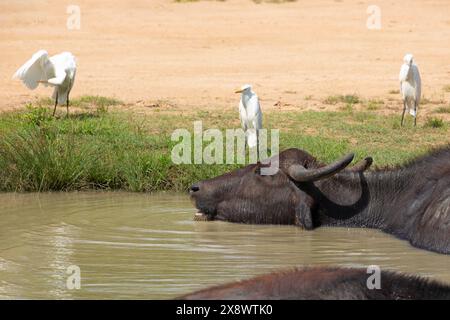 Bufalo asiatico che riposa in acqua fredda a Yala, Sri Lanka. diversi aironi bianchi siedono intorno a un piccolo stagno in cui un grande toro si sta crogiolando Foto Stock