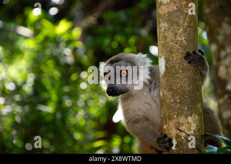 Lemur coronato Eulemur Coronatus, animale endemico del Madagascar. Hotel Palmarium Park. messa a fuoco selettiva simpatico animale grigio con motivo rosso sulla testa Foto Stock