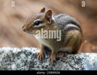 Primo piano di un chipmunk orientale arroccato su una roccia all'ombra. Foto Stock