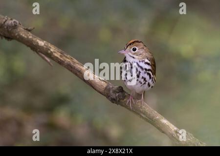 Ovenuccello maschile (Seiurus aurocapilla) che canta Foto Stock