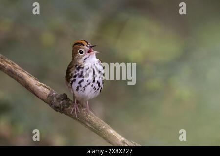 Ovenuccello maschile (Seiurus aurocapilla) che canta Foto Stock