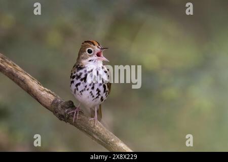 Ovenuccello maschile (Seiurus aurocapilla) che canta Foto Stock