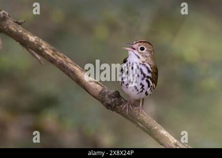 Ovenuccello maschile (Seiurus aurocapilla) che canta Foto Stock