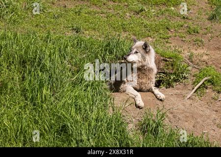 Lupo nordoccidentale femminile (Canis lupus occidentalis), noto anche come lupo della valle di Mackenzie, lupo di legno dell'Alaska o lupo canadese Foto Stock