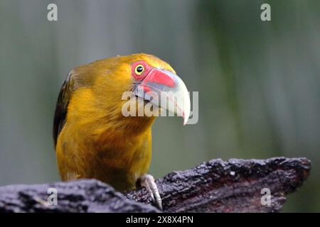 Zafferano Toucanet (Pteroglossus bailloni), isolato, arroccato su un ramo in primo piano Foto Stock