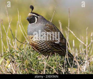 California Quail maschio adulto arroccato su un arbusto. Point Reyes National Seashore, Marine County, California, Stati Uniti. Foto Stock