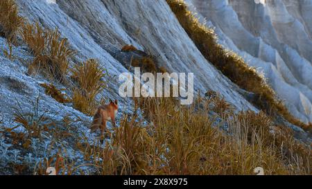 Bella volpe rossa con prede nell'erba autunnale. Fermo. Fox ha preso del cibo in bocca e l'ha portato via. Preda volpe selvatica in ambiente con erba autunnale accesa Foto Stock