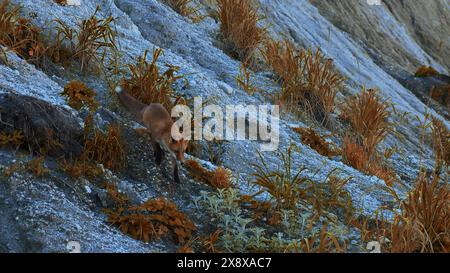 Bella volpe rossa con prede nell'erba autunnale. Fermo. Fox ha preso del cibo in bocca e l'ha portato via. Preda volpe selvatica in ambiente con erba autunnale accesa Foto Stock