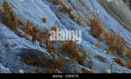 Bella volpe rossa con prede nell'erba autunnale. Fermo. Fox ha preso del cibo in bocca e l'ha portato via. Preda volpe selvatica in ambiente con erba autunnale accesa Foto Stock