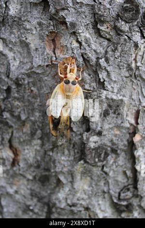 Cicada adulta appena emersa da 17 anni su un tronco di alberi a Morton Grove, Illinois Foto Stock