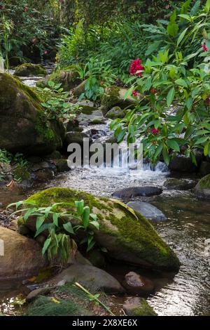 Un ruscello e una foresta pluviale si trovano sul fondo dell'hotel Visperas vicino a Santa Rosa de Cabal - Colombia Foto Stock