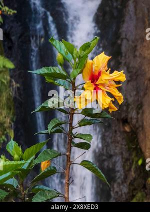 Un ibisco (Hibiscus rosa-sinensis) fiorisce di fronte a una cascata a Santa Rosa de Cabal, una sorgente termale situata sopra Pereria - Colombia Foto Stock