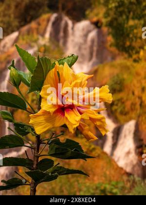 Un ibisco (Hibiscus rosa-sinensis) fiorisce di fronte a una cascata a Santa Rosa de Cabal, una sorgente termale situata sopra Pereria - Colombia Foto Stock