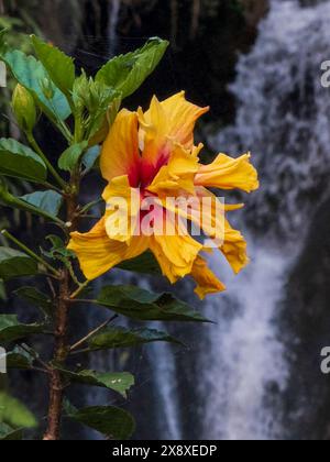 Un ibisco (Hibiscus rosa-sinensis) fiorisce di fronte a una cascata a Santa Rosa de Cabal, una sorgente termale situata sopra Pereria - Colombia Foto Stock