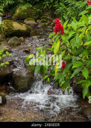 Un ruscello e una foresta pluviale si trovano sul fondo dell'hotel Visperas vicino a Santa Rosa de Cabal - Colombia Foto Stock